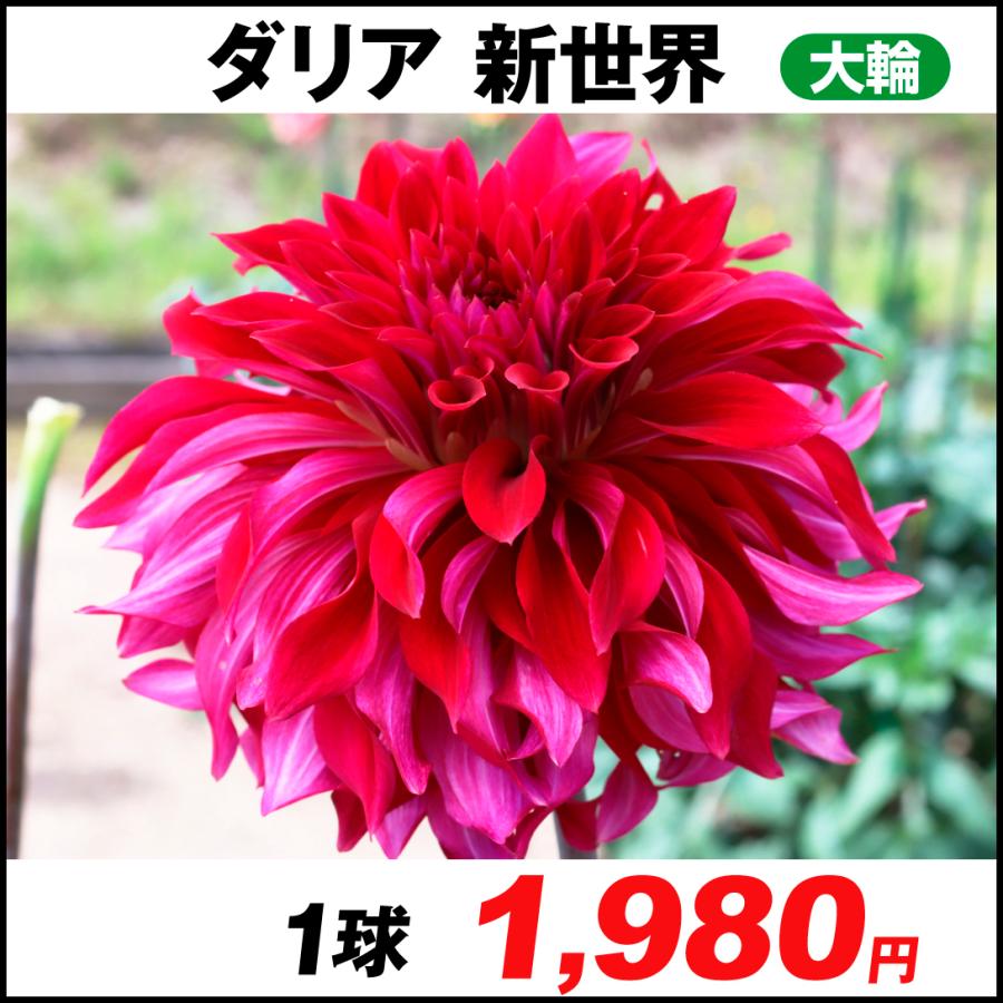 ダリア 球根 新世界 大輪 1球 春植え球根 ダリアの球根 国華園 22 P1 0042 花と緑 国華園 通販 Yahoo ショッピング
