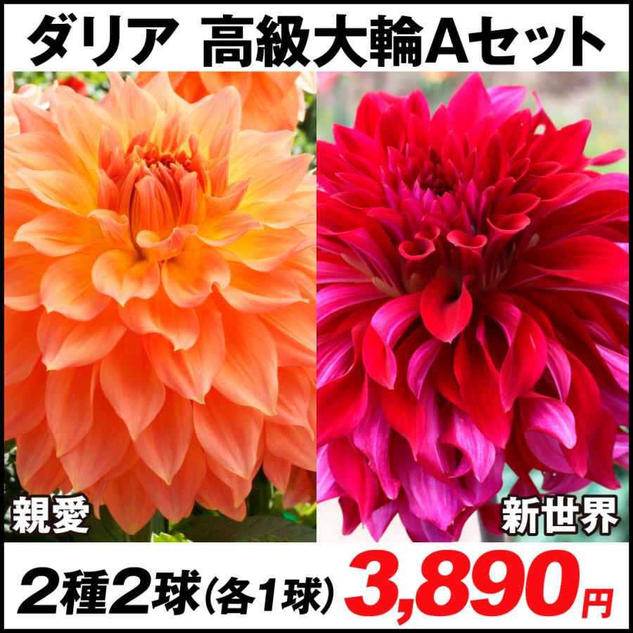 ダリア 球根 高級大輪aセット 2種2球 各1球 春植え球根 ダリアの球根 国華園 22 P1 0043 花と緑 国華園 通販 Yahoo ショッピング