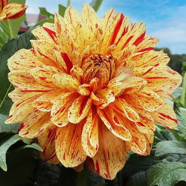 ダリア 球根 春万里 (大輪) 1球 ダリアの球根 ダリアの花 春植え球根（Yahoo!・花と緑 国華園）