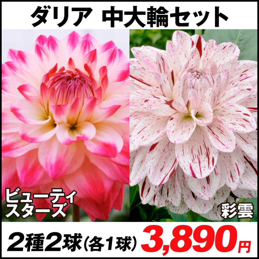 ダリア 球根 中大輪セット 2種2球 各1球 春植え球根 ダリアの球根 国華園 22 P1 0049 花と緑 国華園 通販 Yahoo ショッピング