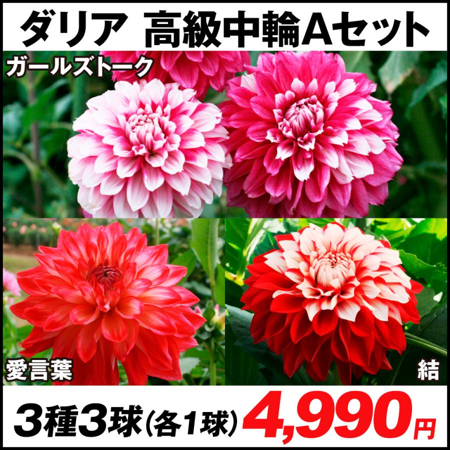 ダリア 球根 高級中輪aセット 3種3球 各1球 春植え球根 ダリアの球根 国華園 22 P1 0053 花と緑 国華園 通販 Yahoo ショッピング
