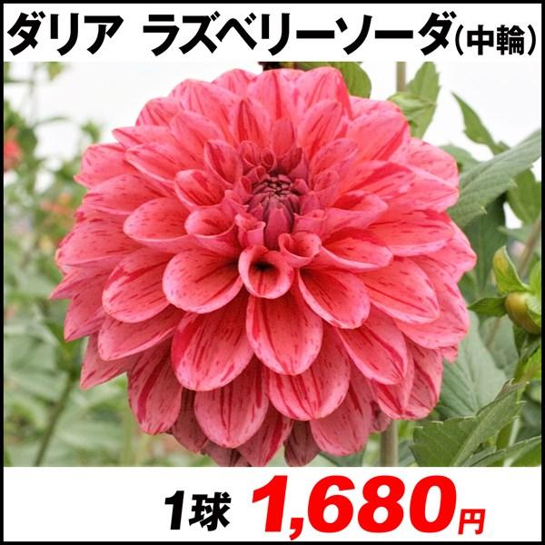 Sale 100 Off ダリア 球根 ラスベリーソーダ 中輪 1球 春植え球根 ダリアの球根 絞り咲き 国華園 Wantannas Go Id