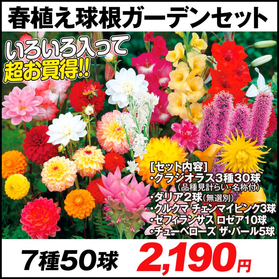 球根 ガーデンセット 7種50球 高級ブランド グラジオラス ダリア チューベローズ 国華園 春植え球根 ゼフィランサス クルクマ