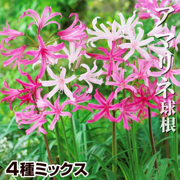 アマリネ 球根 4種ミックス 4球 (無選別) アマリネの球根 春植え球根（Yahoo!・花と緑 国華園）