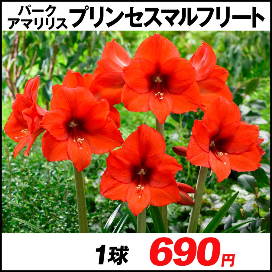 最大92 オフ アマリリス 球根 パークアマリリス プリンセスマルフリート 1球 春植え球根 アマリリスの球根 国華園 Wantannas Go Id