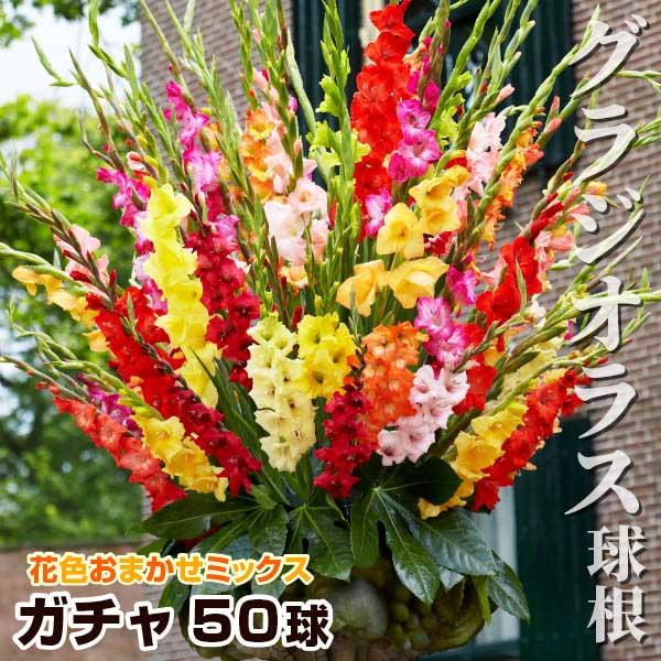 グラジオラス 球根ガチャ(無選別) 送料無料 50球 グラジオラスの球根 春植え球根（Yahoo!・花と緑 国華園）