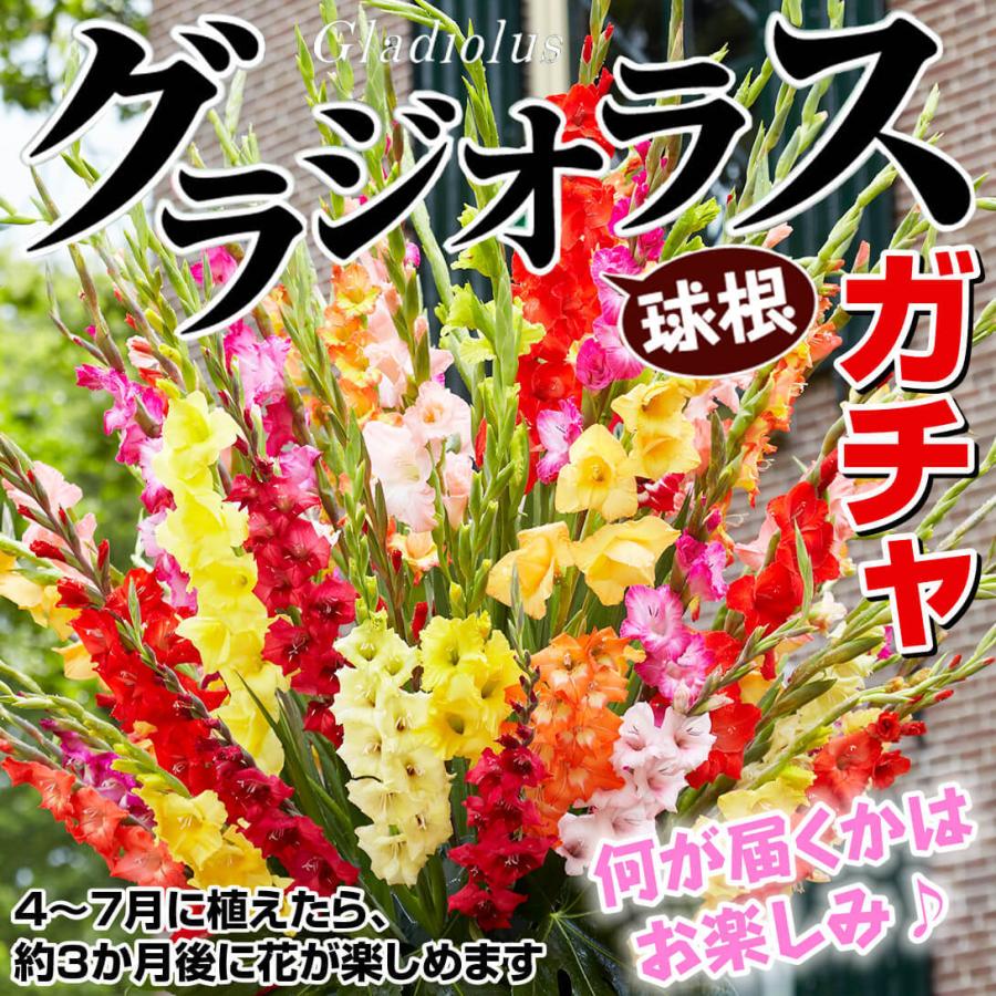 New 春植え球根 グラジオラスガチャ 50球 5品種以上見計らい 送料無料 Aknewsasia Com