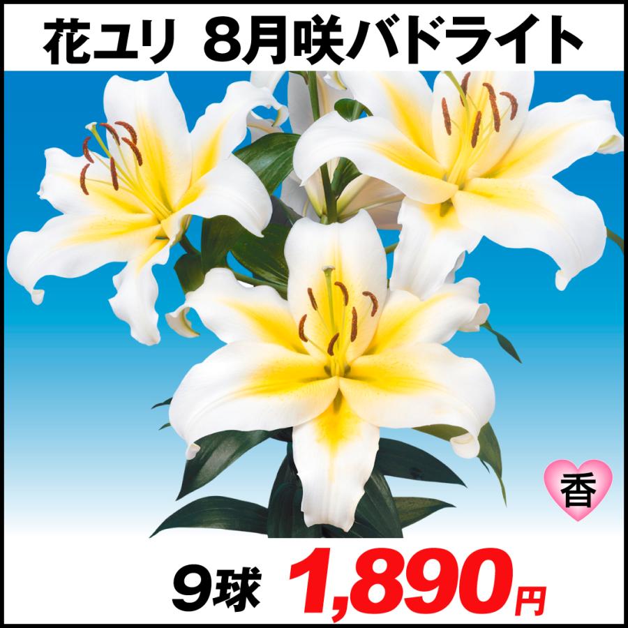 絶妙なデザイン 観葉植物 ユリ球根 カメレオン １球詰 １袋 Riosmauricio Com