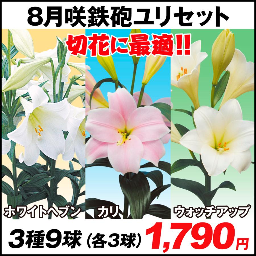 ユリ 球根 鉄砲ユリ 8月咲鉄砲ユリセット 3種9球 各3球 国華園 22 P1 01 花と緑 国華園 通販 Yahoo ショッピング