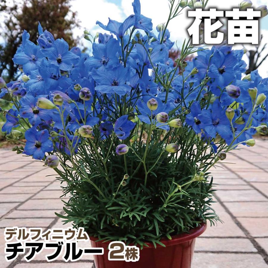 デルフィニウム 苗 チアブルー 2株 花苗 デルフィニウムの苗 22 P2 0044 花と緑 国華園 通販 Yahoo ショッピング