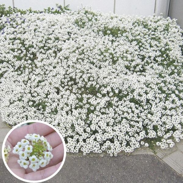 花苗 スーパーアリッサム スノープリンセスPVP 2株 PW 花の苗（Yahoo!・花と緑 国華園）
