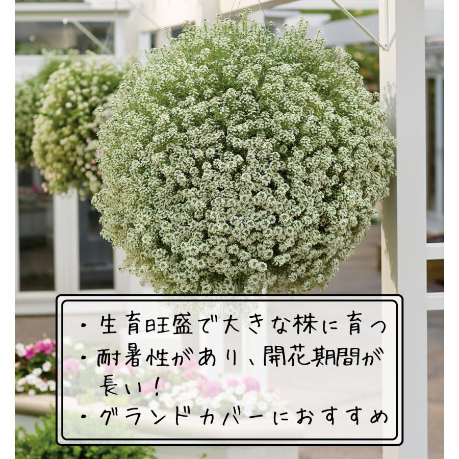 花苗 スーパーアリッサム スノープリンセスPVP 2株 PW 花の苗 : 花と緑