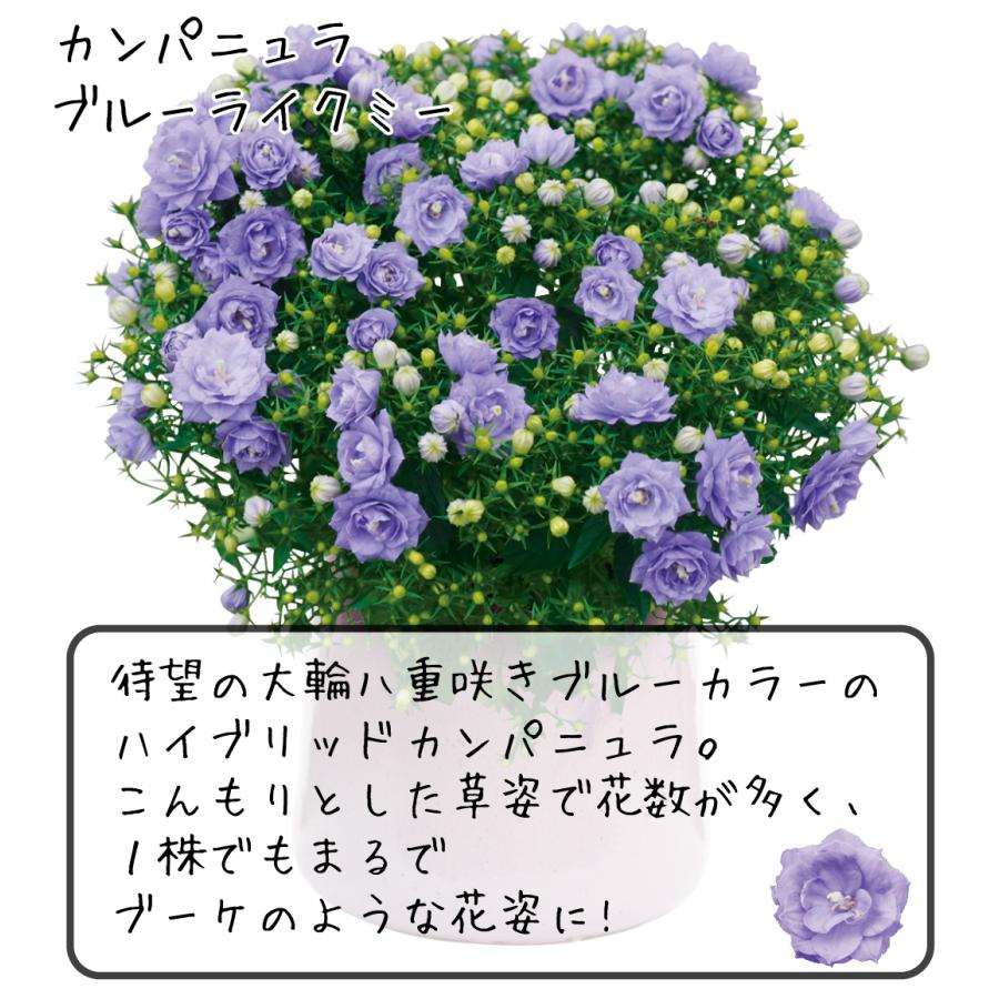 花苗 カンパニュラ ブルーライクミーPVP 2株 PW 花の苗 : 花と緑 国