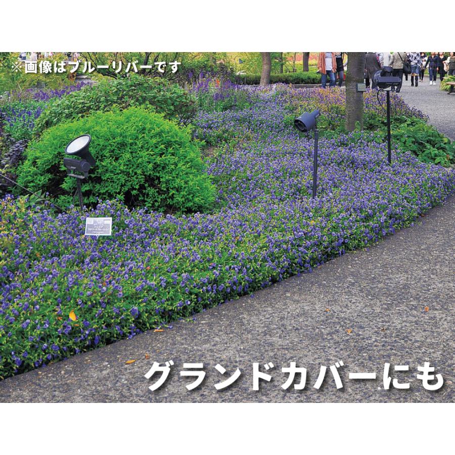 国華園 花苗 スーパートレニア カタリーナ アイスリバーPVP 2株 / PW