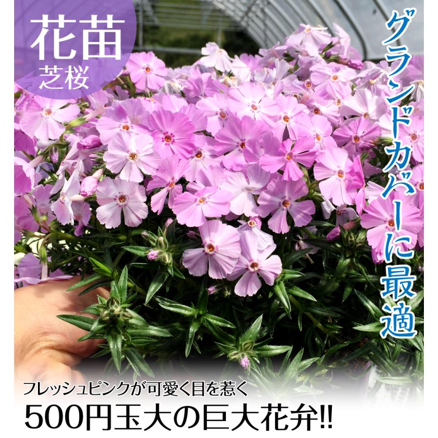 国華園 花苗 芝桜 フロックストロット 5株 : 花と緑 国華園 - 通販