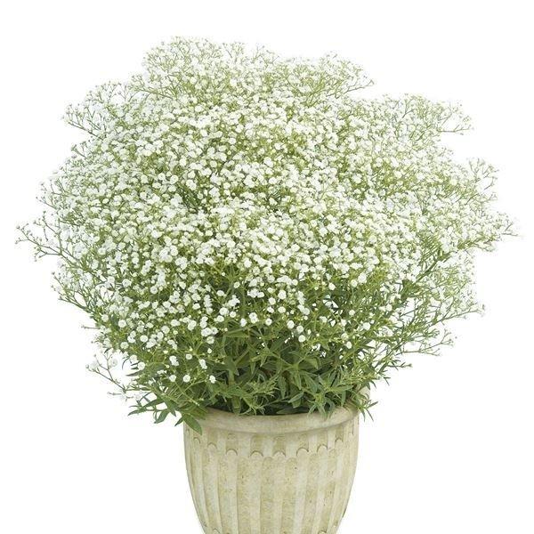 カスミソウ 苗 宿根カスミソウ フェスティバル ホワイト 2株 花苗 かすみ草 カスミソウの苗 22 P2 0112 花と緑 国華園 通販 Yahoo ショッピング