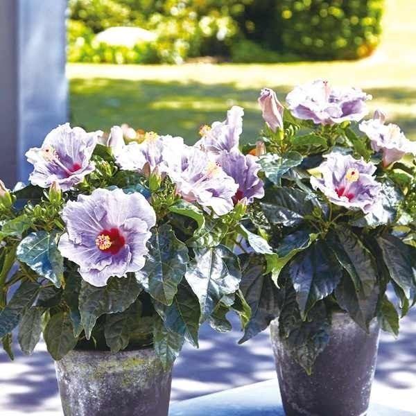 花苗 ハイビスカス ニューロングライフ ケイト 2株（Yahoo!・花と緑 国華園）