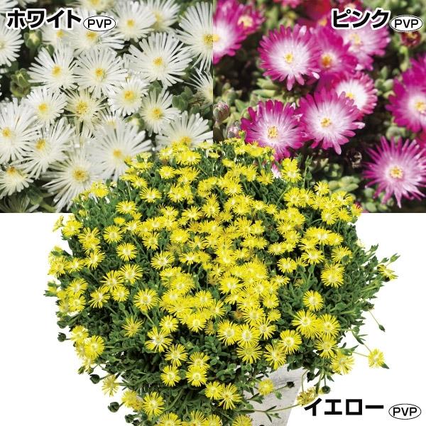 マツバギク 苗 花の苗 の商品一覧 苗 花 ガーデニング 通販 Yahoo ショッピング