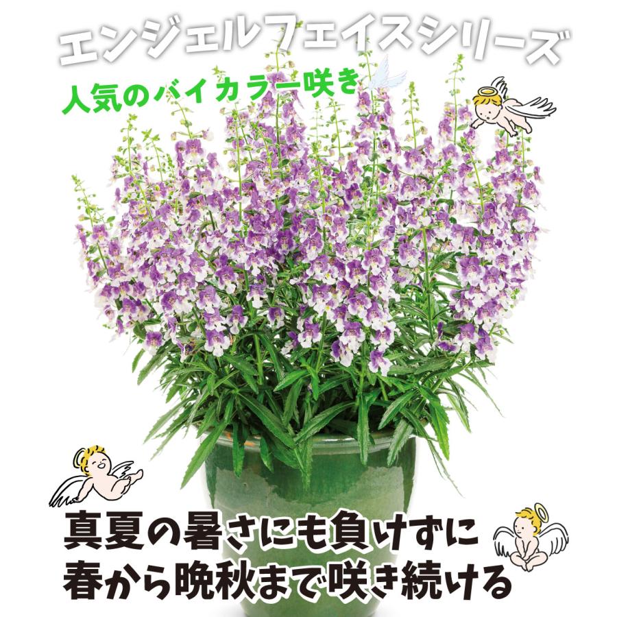 花苗 アンゲロニア エンジェルフェイス ウェッジウッドブルーPVP