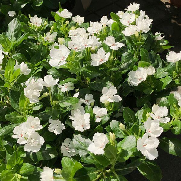 日々草 苗 天使のビンカ エンジェルホワイト 2株 花苗 日日草 ニチニチソウ ビンカ 日々草