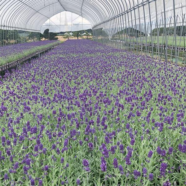 ラベンダー 苗 アロマティコ 3株 花苗 芳香 ２季咲き イングリッシュラベンダー 22 P2 0160 花と緑 国華園 通販 Yahoo ショッピング