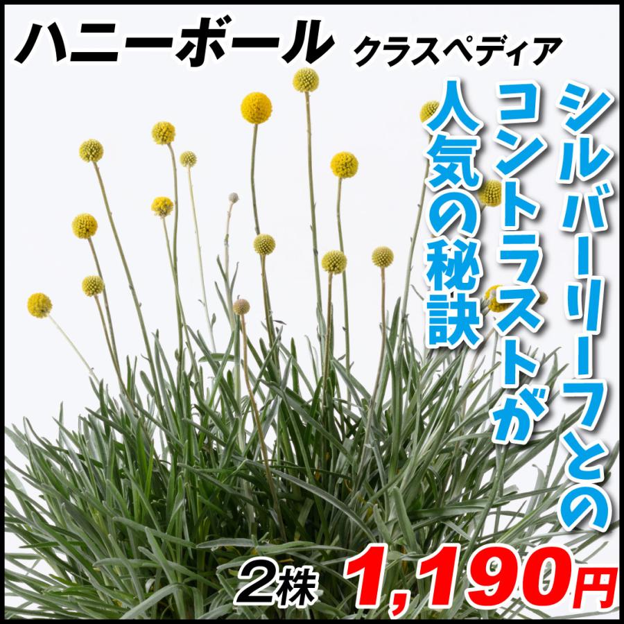クラスペディア 苗 ハニーボール 2株 花苗 フラワーアレンジメント クラスペディアの苗 7月発送 年末のプロモーション特価