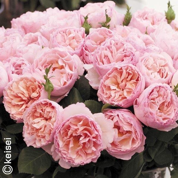 バラ 苗木 四季咲大輪 プリンセス シャルレーヌ ドゥ 薔薇 モナコpvp 1株 新作製品 世界最高品質人気 花木苗 バラの苗木