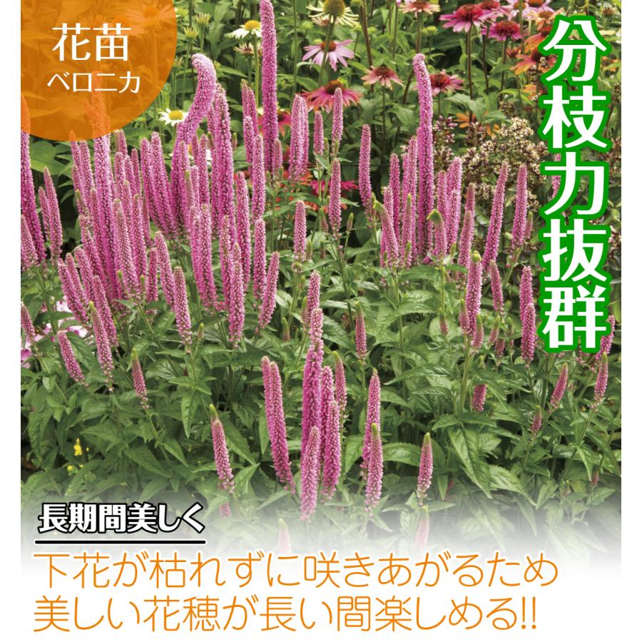 公式の 花苗 ベロニカ ファーストキス 2株 Heartlandgolfpark Com