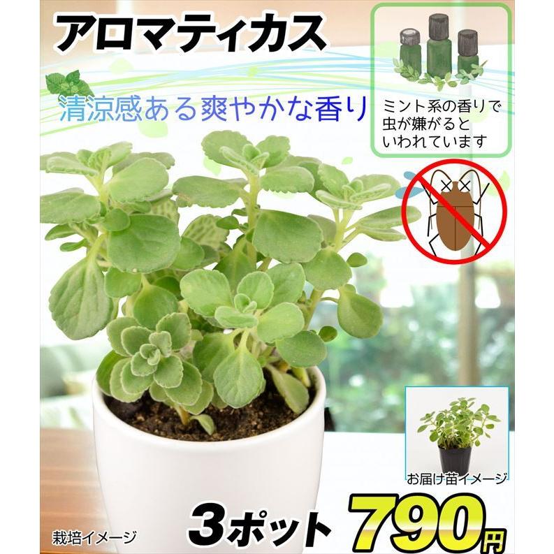 ハーブ苗 アロマティカス 3株 : 花と緑 国華園 - 通販 - Yahoo