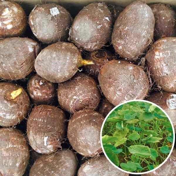 種いも 里いも 蓮葉イモ 1kg / 里芋 里いも 里イモ さといも 種芋 タネイモ 家庭菜園 自家菜園 美味しい（Yahoo!・花と緑 国華園）