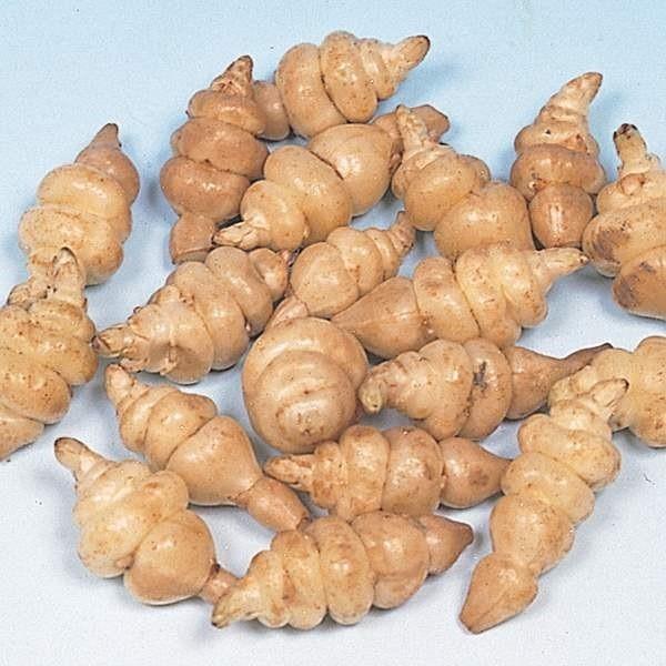 チョロギ 種芋 長老貴 10個 種芋 タネイモ 家庭菜園 自給自足 球根 国華園 球根 種芋