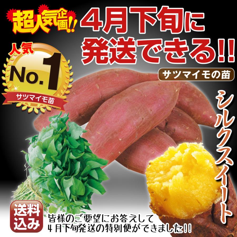 イモヅル 芋づる 特別便 シルクスイート(R)PVPイモヅル 300本(登録品種 