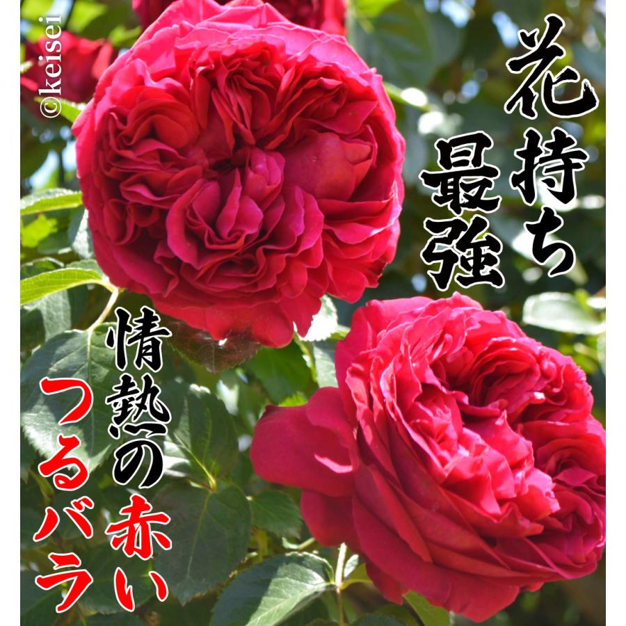 ピエールドゥーサンロール確認用