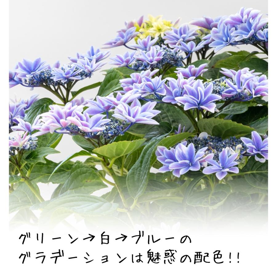 アジサイ 苗木 70 Offアウトレット 月虹ブルー 1株 アジサイの苗木 あじさい 紫陽花