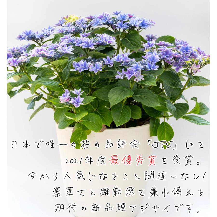 アジサイ 苗木 70 Offアウトレット 月虹ブルー 1株 アジサイの苗木 あじさい 紫陽花