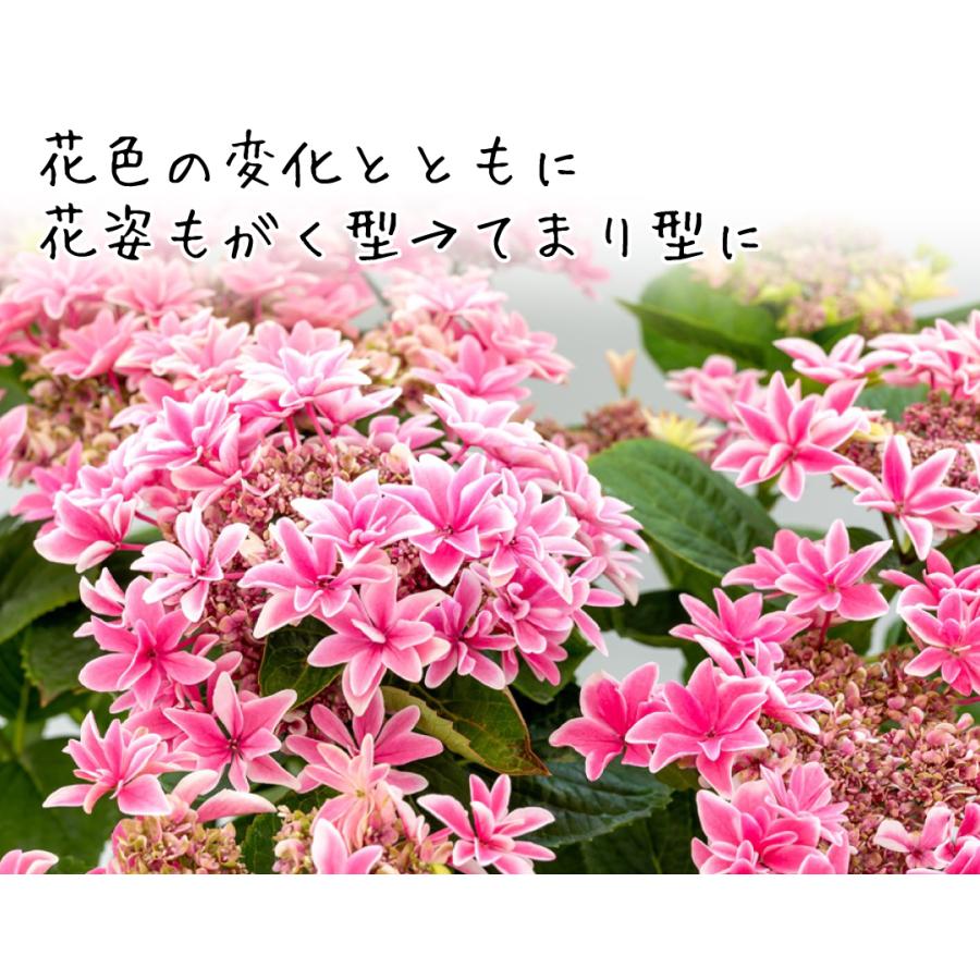 アジサイ 苗 苗木 月虹ピンク 1株 5号鉢 アジサイの木 紫陽花 あじさい アジサイの苗木 庭木 植木 花木苗 22 P4 0034 花と緑 国華園 通販 Yahoo ショッピング