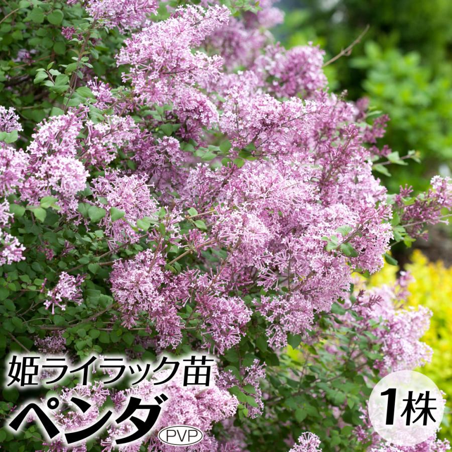 姫ライラック 苗 ペンダPVP 1株 花木苗 国華園（Yahoo!・花と緑 国華園）