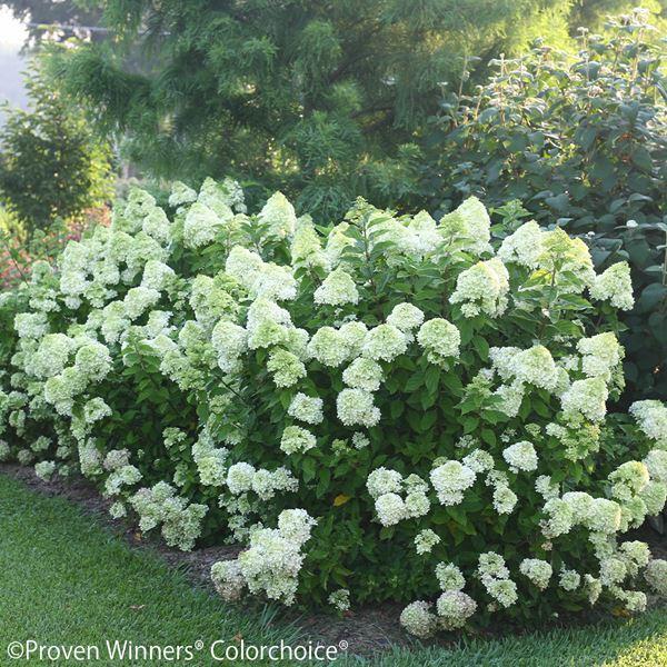 ノリウツギ 品種の商品一覧 通販 Yahoo ショッピング