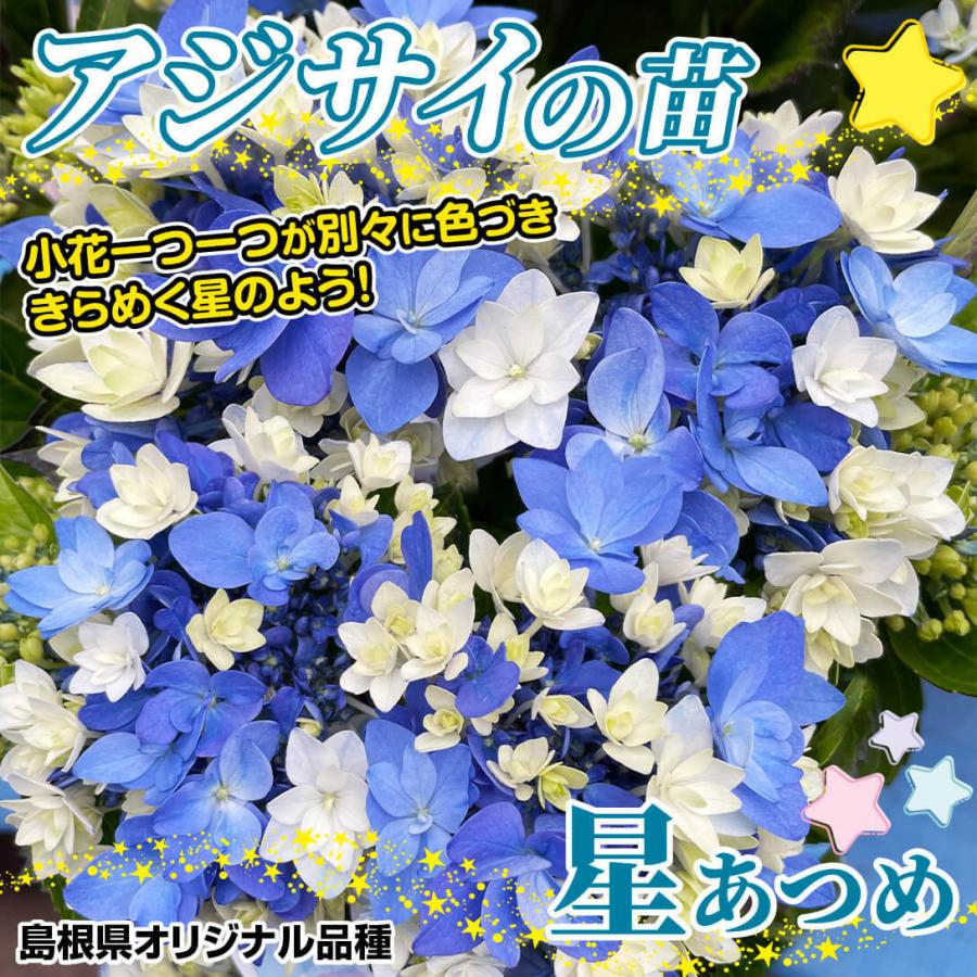 アジサイ 苗 苗木 星あつめ 品種登録出願中 1株 5号鉢 アジサイの木 紫陽花 あじさい アジサイの苗木 庭木 植木 花木苗 22 P4 0077 花と緑 国華園 通販 Yahoo ショッピング