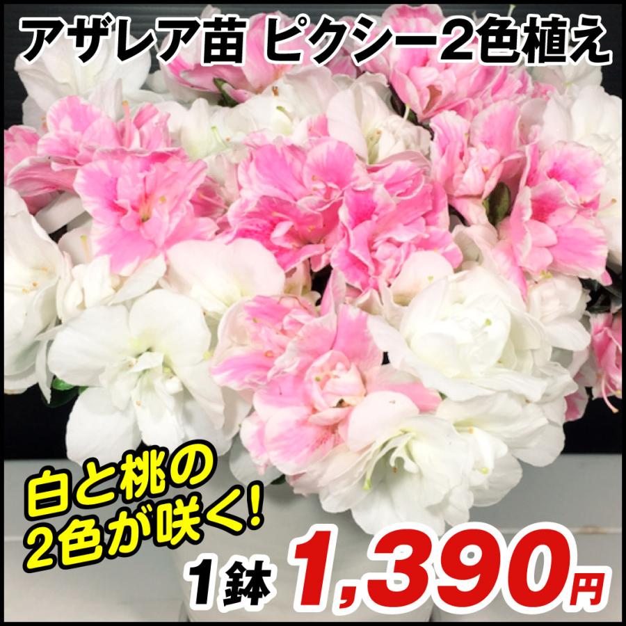 人気商品の 花木 アザレア ピクシー2色植え 1鉢 国華園 Wantannas Go Id