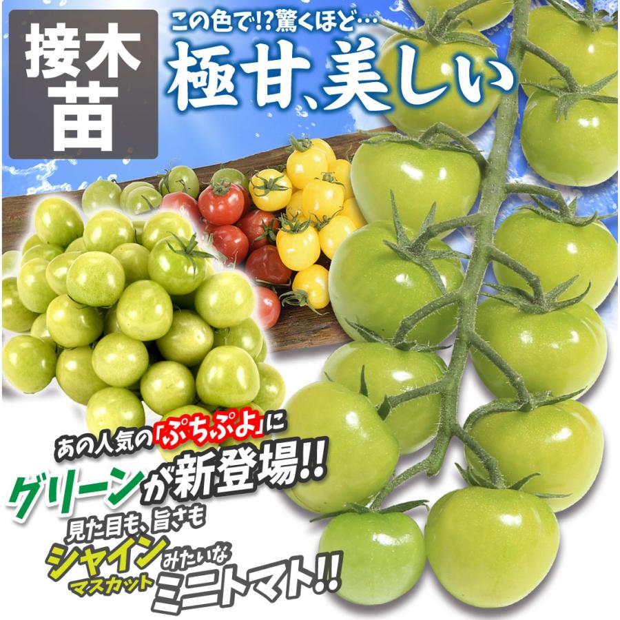 接木野菜苗 ミニトマト 接木F1ＣＦプチぷよグリーン 20株  やさいなえ なえ 国華園の画像