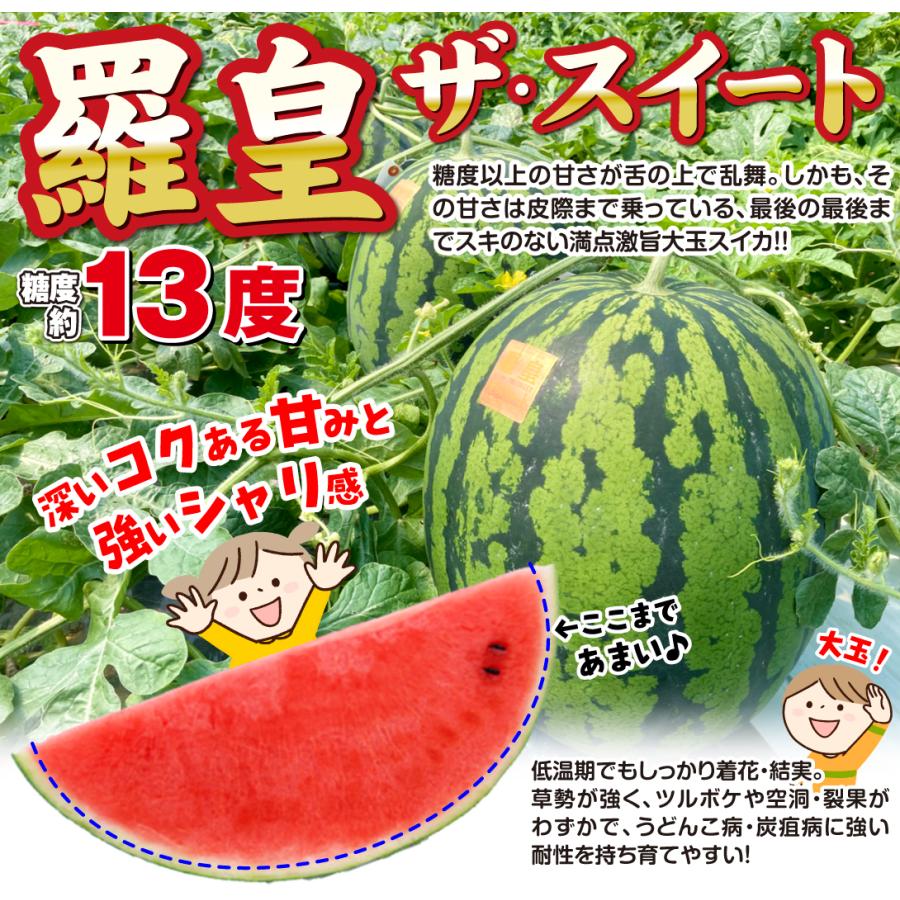 接木野菜苗 大玉スイカ 接木F1羅皇ザ・スウィート 2株 : 花と緑 国華園