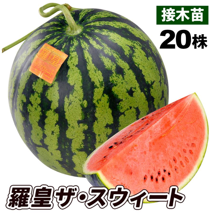 ８・神奈川・kobu・羅皇ザ・スイート 羅皇ザ・スウィート[西瓜] - e-種や｜国内最大級の野菜種・花種