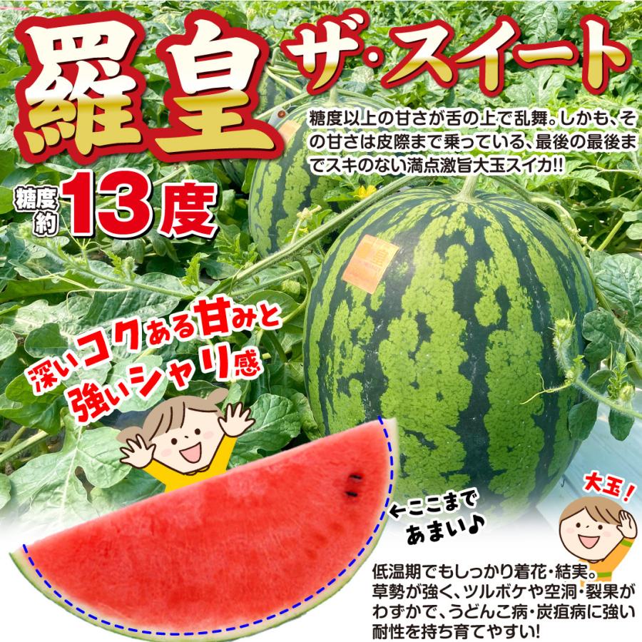 接木野菜苗 大玉スイカ 接木F1羅皇ザ・スウィート 16株  西瓜 らおう やさいなえ なえ 国華園の画像