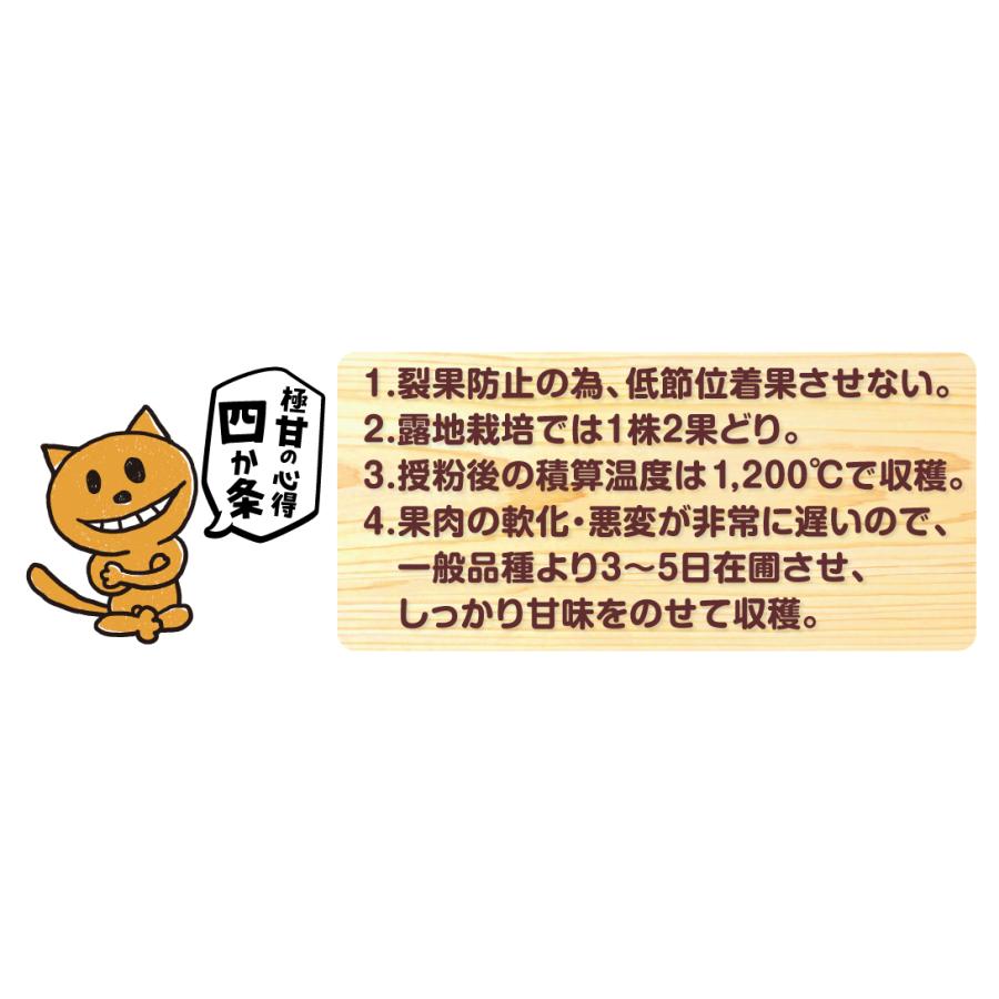 接木野菜苗 大玉スイカ 接木F1金色羅皇 16株  西瓜 こんじきらおう やさいなえ なえ 国華園の画像