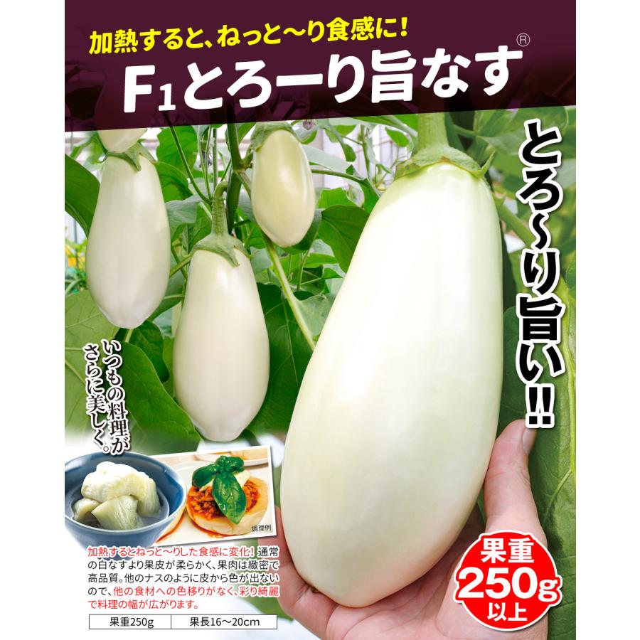 接木野菜苗 白ナス 接木F1とろーり旨なすR 20株  茄子 やさいなえ なえ 国華園の画像