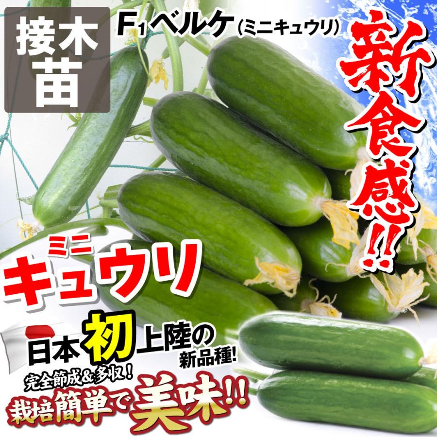 接木野菜苗 キュウリ苗 接木F1ベルケ 2株 9cmポット 人気 国華園 接木野菜苗 キュウリ苗 接木F1ベルケ 2株 9cmポット 人気 国華園