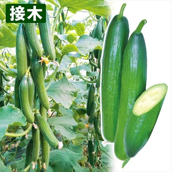 苗 キュウリ 野菜 接木f1セシリア 4株 接木野菜苗 きゅうり 苗 キュウリ苗 キュウリ 苗 接木 22 P5 0100 花と緑 国華園 通販 Yahoo ショッピング