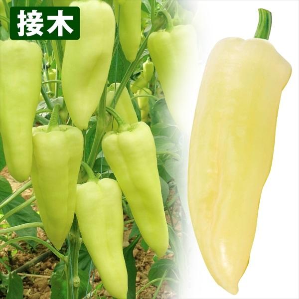 苗 ピーマン 野菜 接木f1ダイヤン 4株 接木野菜苗 ぴーまん 苗 ピーマン苗 接木 22 P5 0133 花と緑 国華園 通販 Yahoo ショッピング