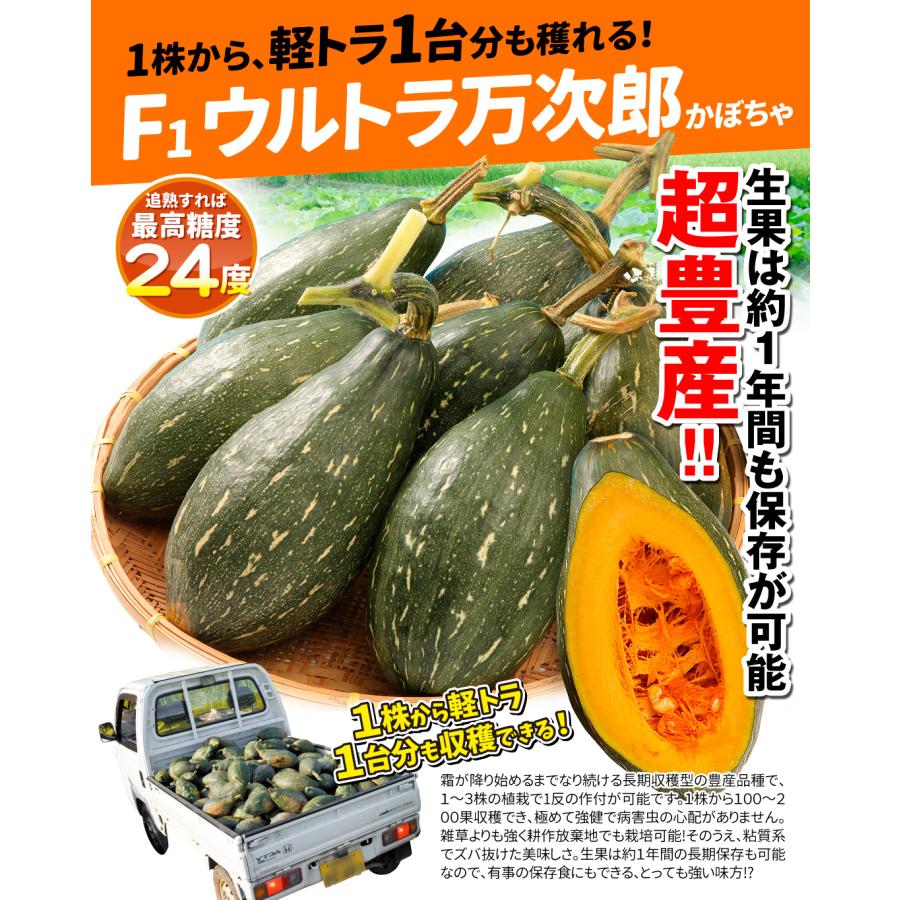 実生野菜苗 カボチャ F1ウルトラ万次郎かぼちゃ 1株 南瓜 まんじろう